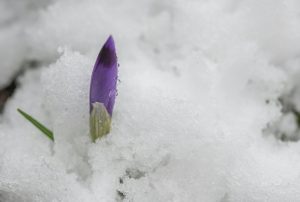 Spring crocuses in the early spring snow.